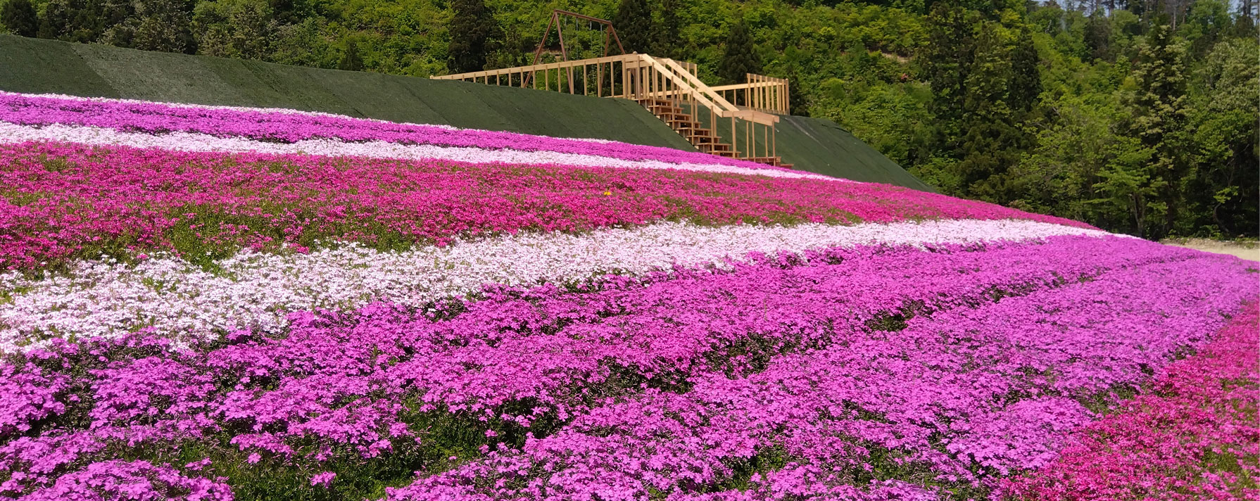 芝桜