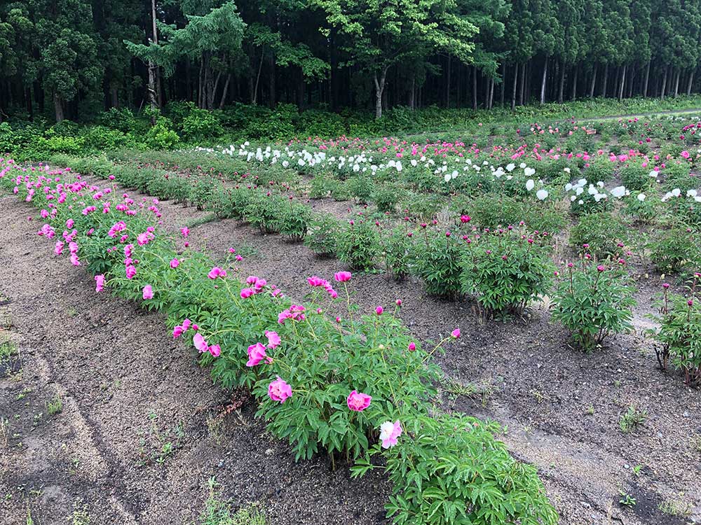 約110種類、3000株の芍薬