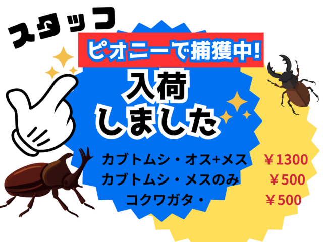 カブトムシ＆クワガタ　販売いたします❣